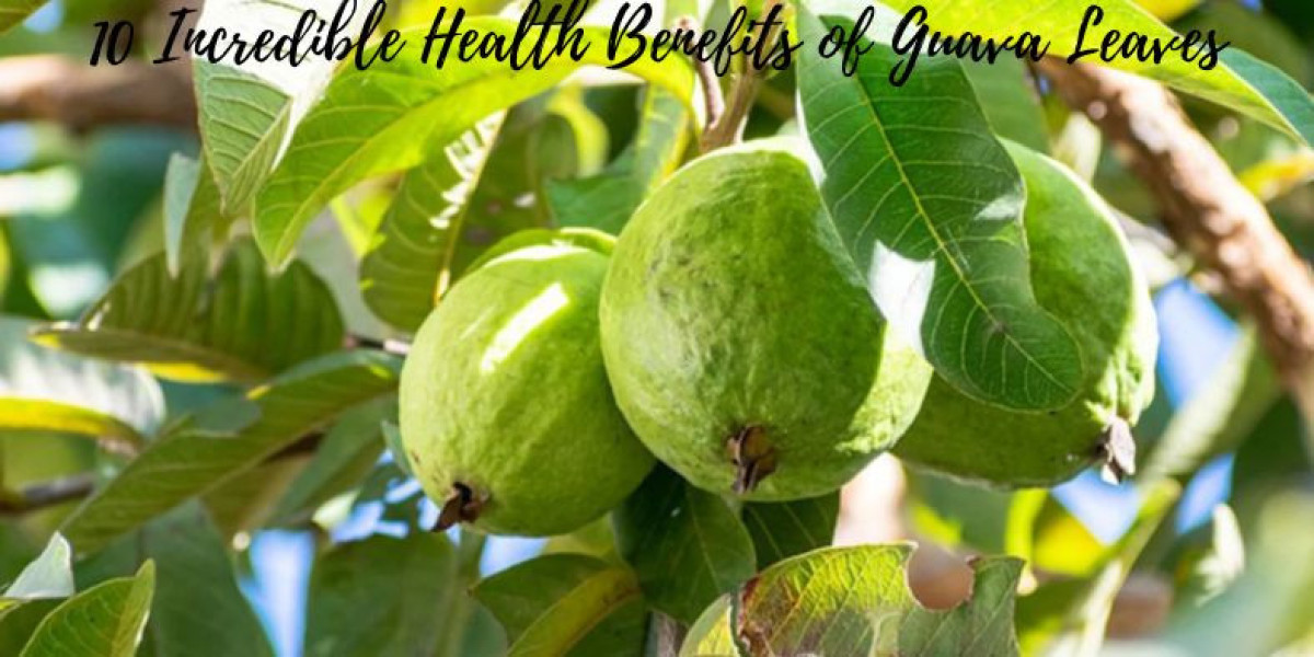 10 Incredible Health Benefits of Guava Leaves