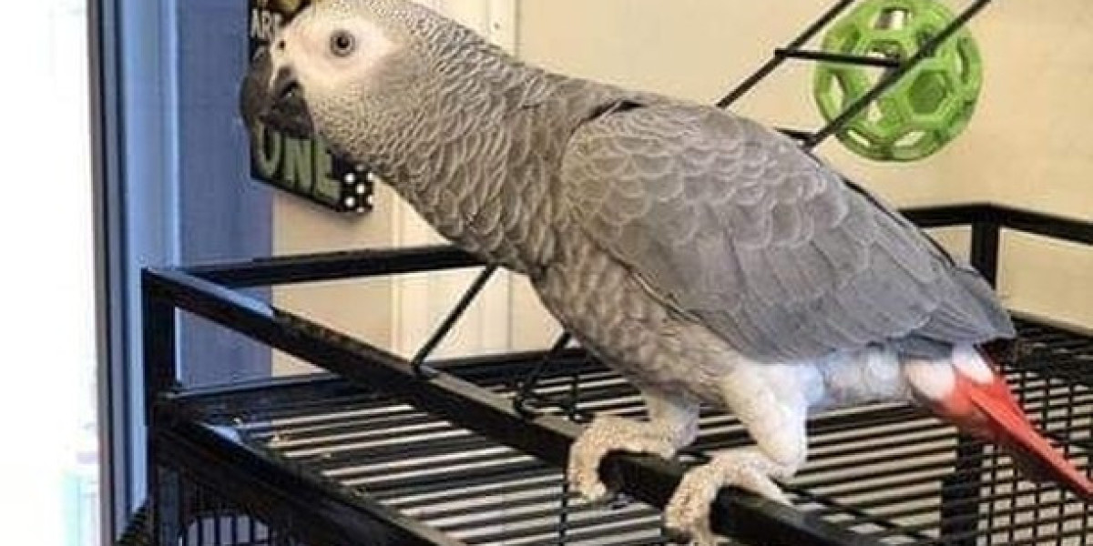 The Companionship of African Grey Parrots: Understanding Their Social Needs and Benefits