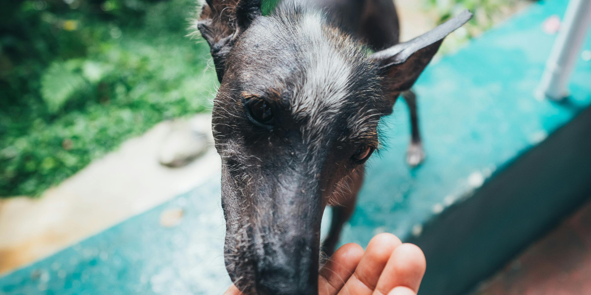 Best Dog Food: How to Pick the Perfect Nutrition for Your Furry Friend
