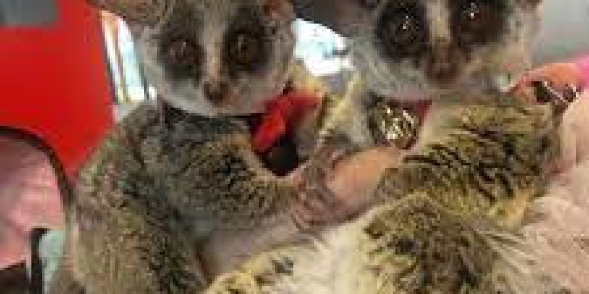Bush Baby for Sale in USA & Canada