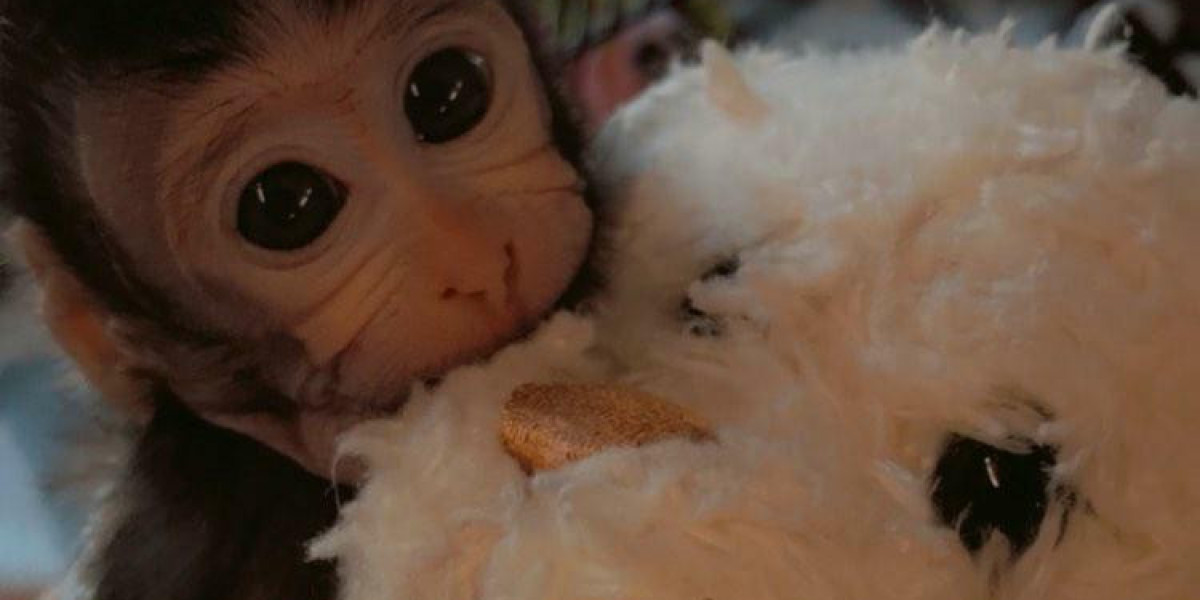 Java Macaque Monkeys for Sale