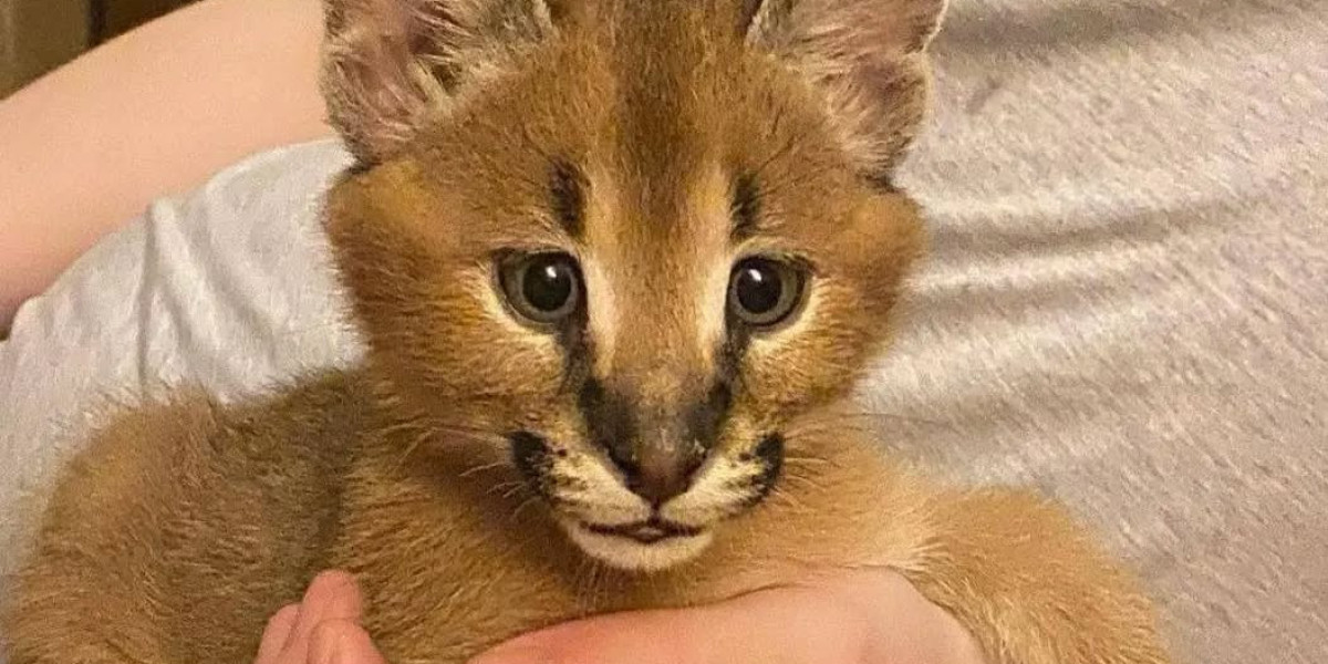 African Caracals Kitten for Sale