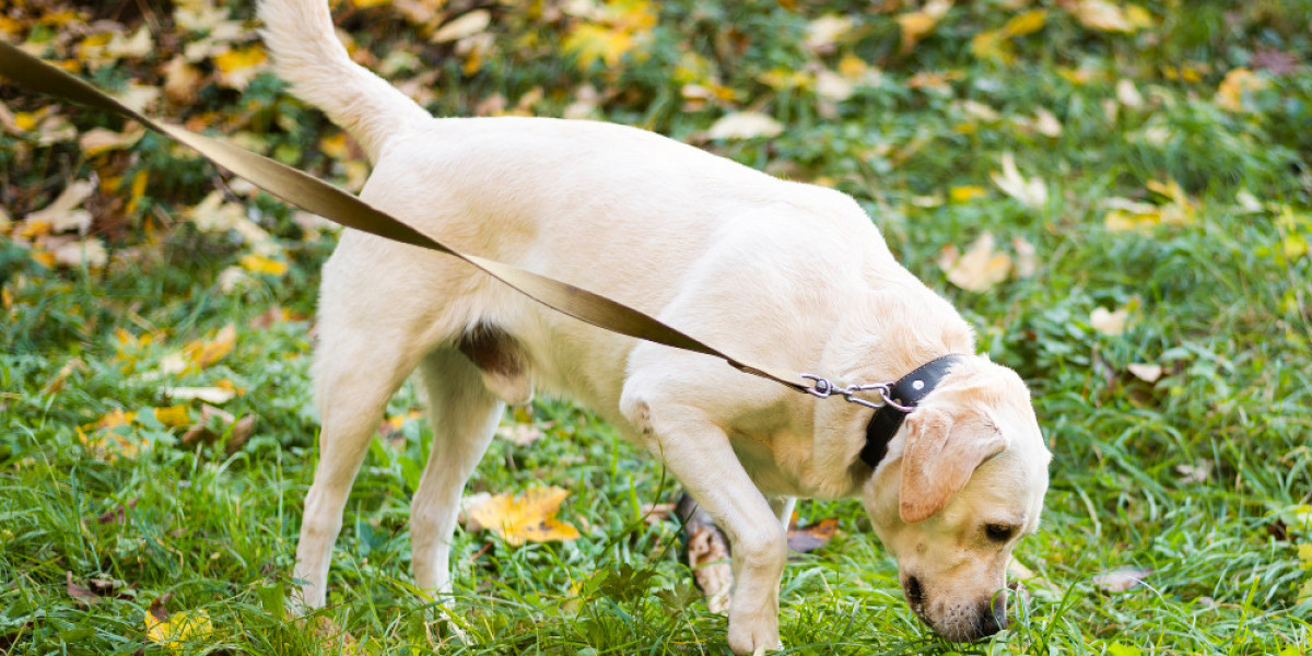 What Happens If Dogs Pee on Turf?