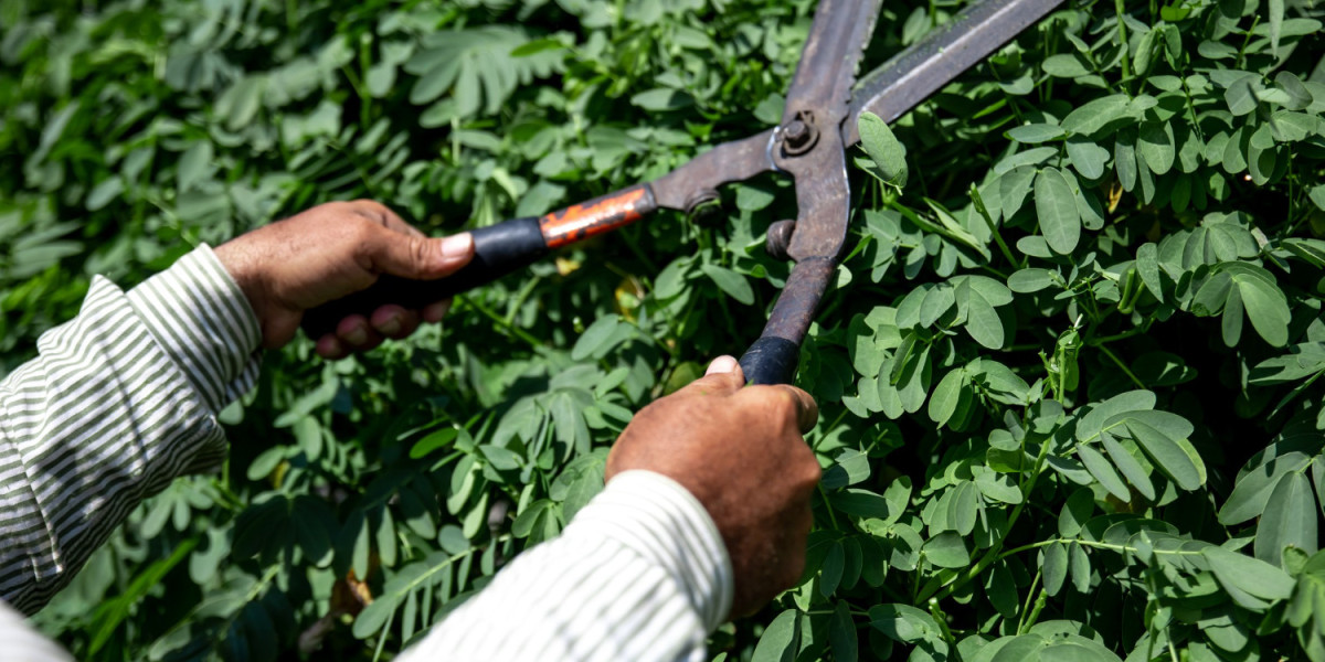 Why Tree Removal in Frederick MD Should Always Be Handled by Certified Professionals