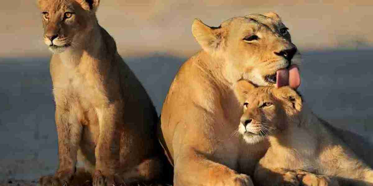 Top Safari and National Parks to Visit in Kenya