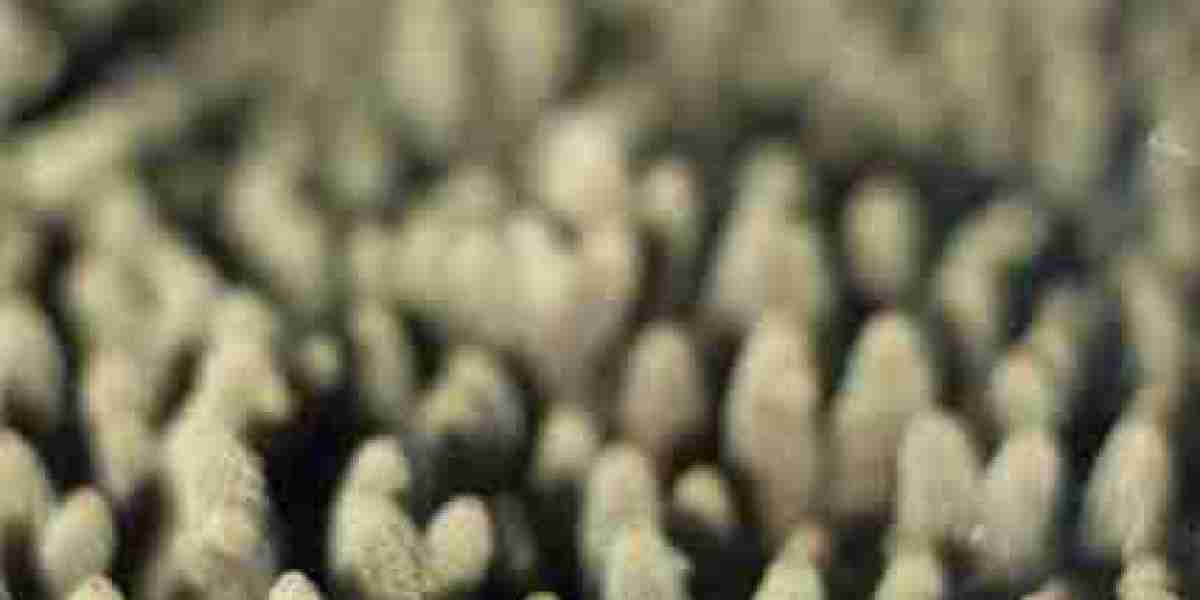 Ipamorelin Vs Sermorelin: Which Peptide Therapy Is Right?