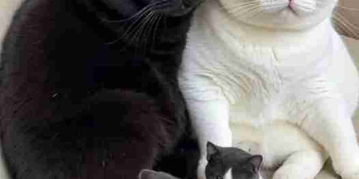 40-Gentleman in just Study: Will Brennan