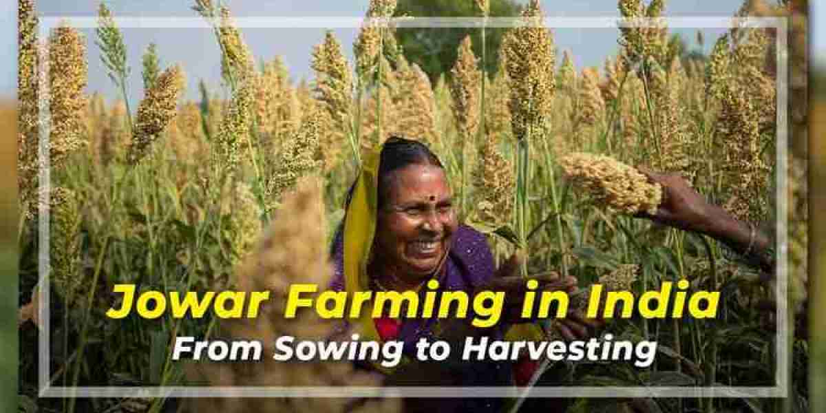Understanding of Jowar Cultivation in India