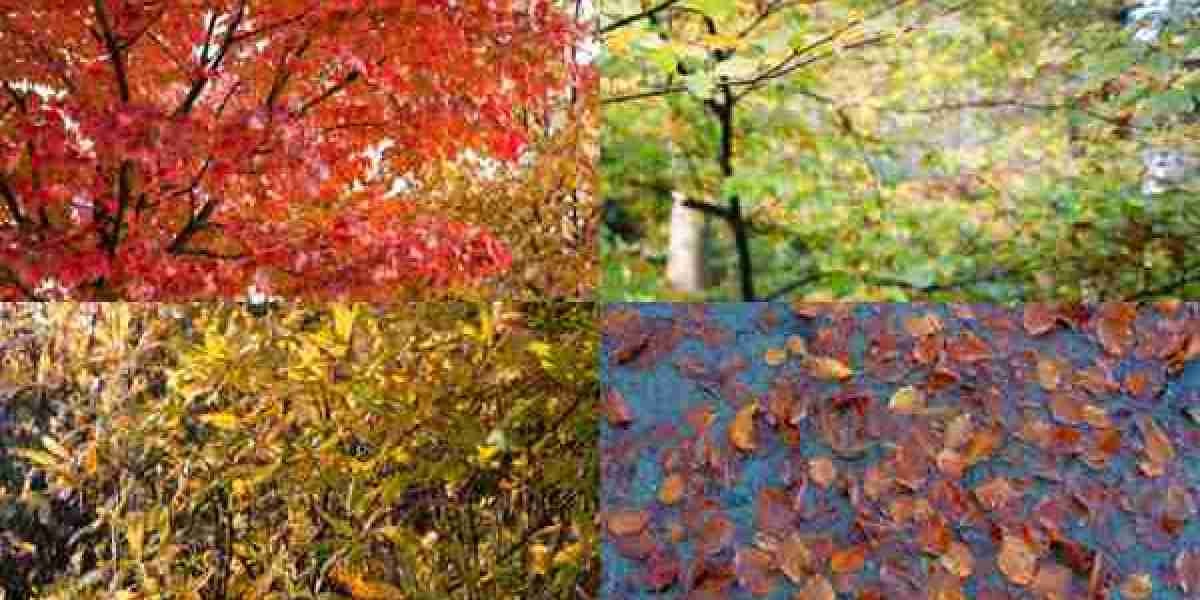 Casino Nova Scotia Sydney