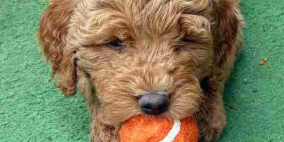 A Complete Guide to Buying Quality Pet Accessories Dubai