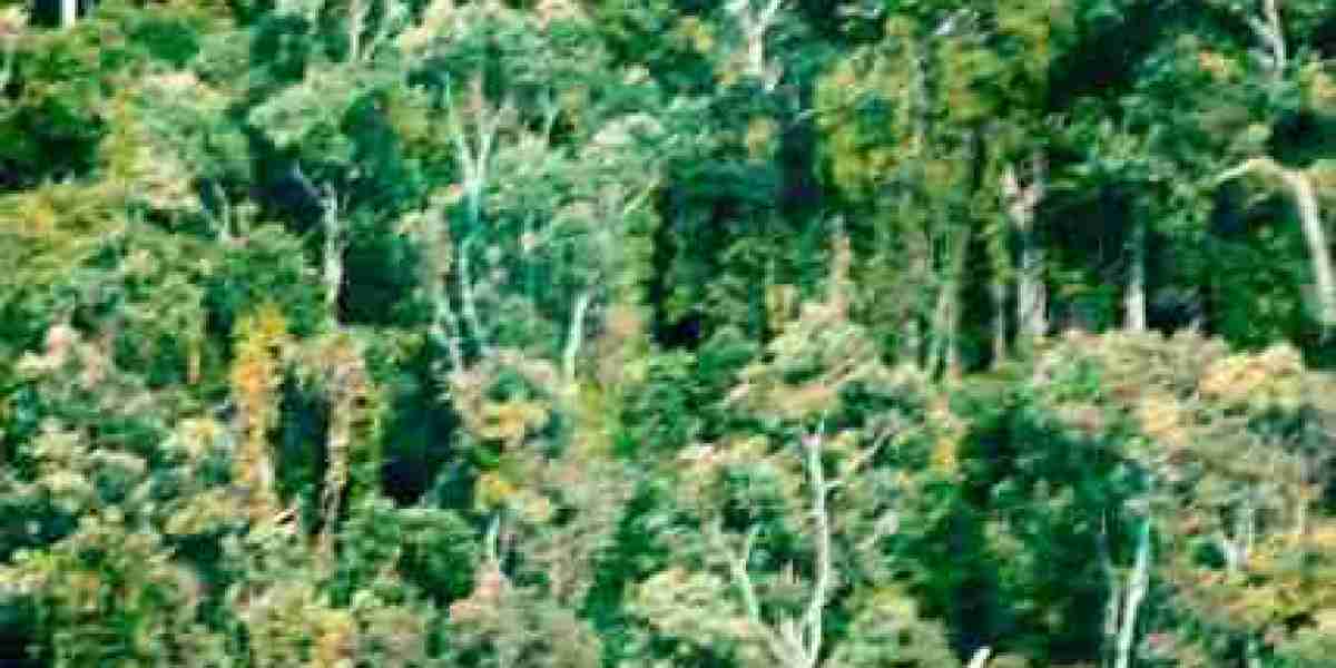 Find Slot Machine Casinos Near Me: Complete List with Map