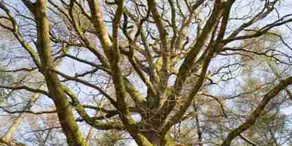 King Billy Casino Australia Login & Get Bonus AU$2500 + 250 FS