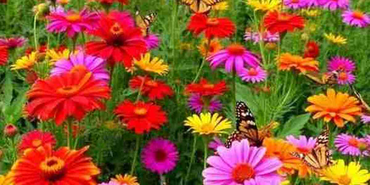 Bulls Consider Uncooked 7-Foot-2 Centre inside of Most recent Mock Draft