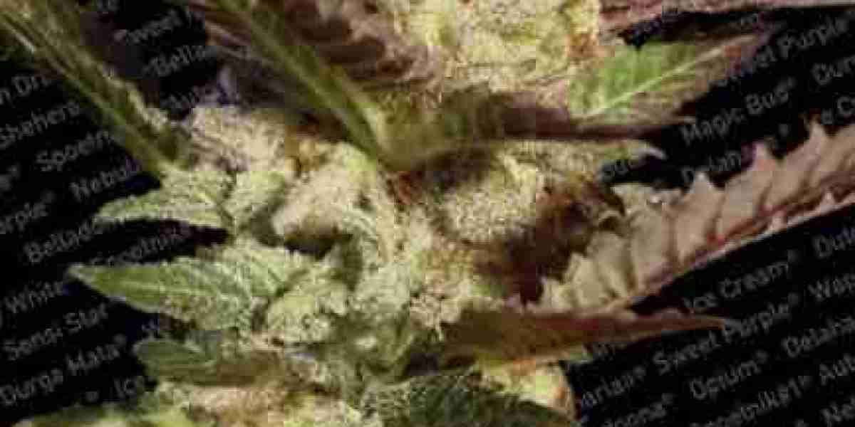 Why More Growers Choose to Order Cannabis Seeds Online