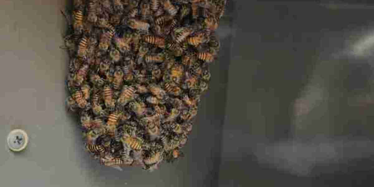 Effective Wasp Control Singapore | Safe & Fast Removal