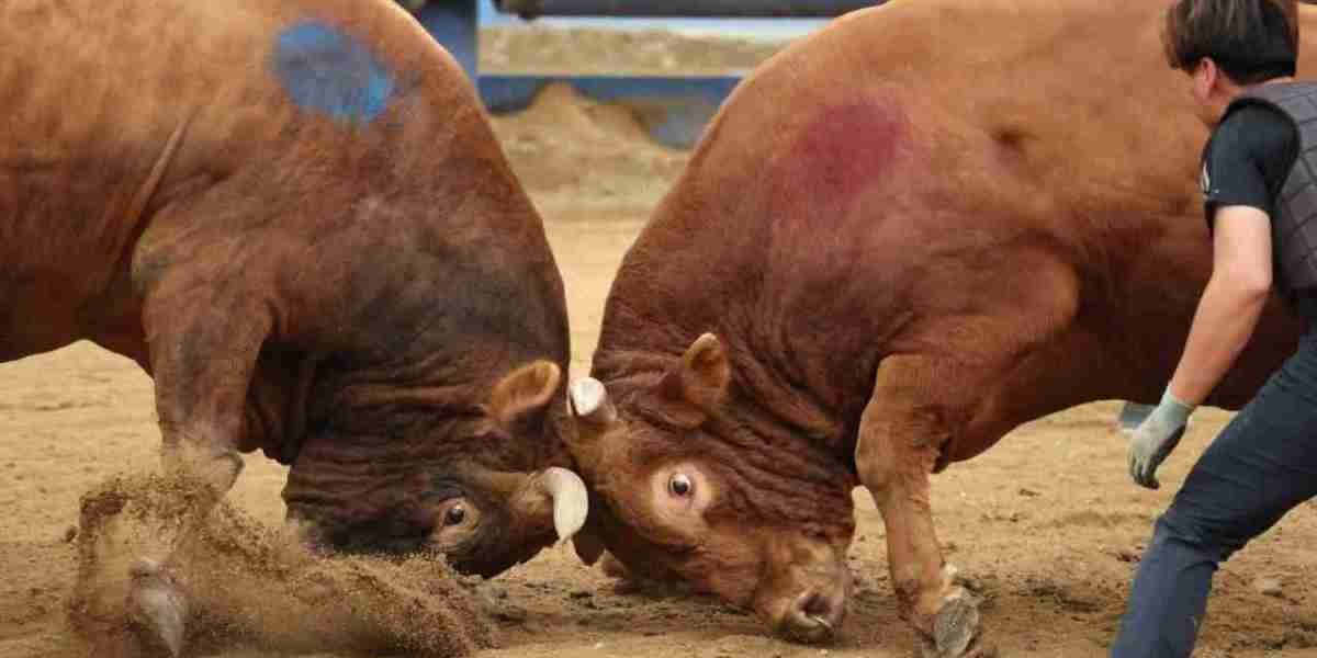 Comprehending Bullfighting Betting Inside Modern day Enjoyment Tradition