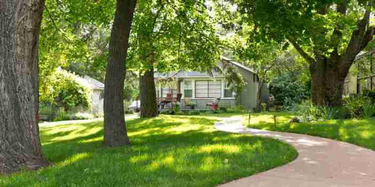 Professional Tree Removal in Barrie for Safe, Healthy, and Beautiful Landscapes