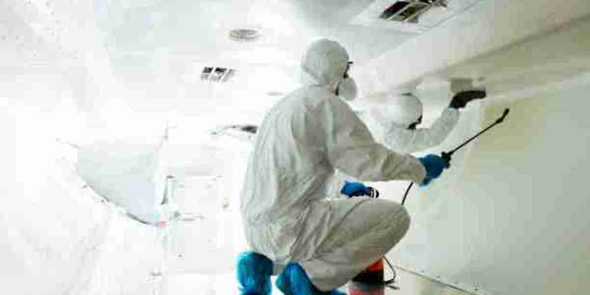 Trusted Mould Removal Specialists for Safe and Lasting Results