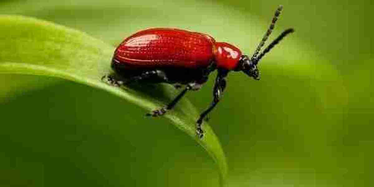 Net Lease Types Include Single Net