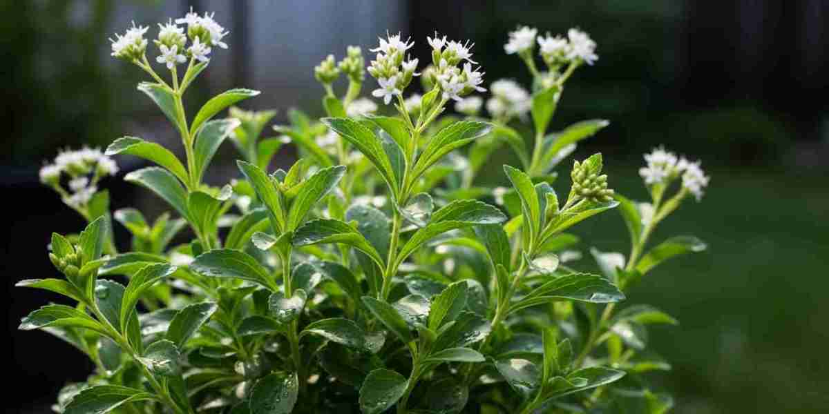 Stevia Market Analysis, Trends, and Growth Forecast 2025-2033