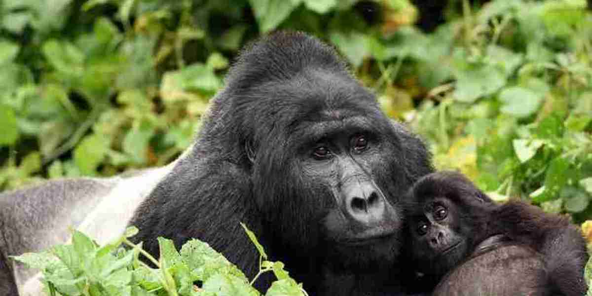 what do monkeys eat?