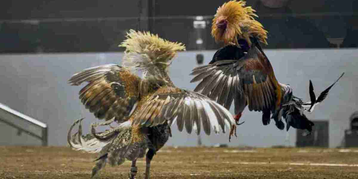 Knowing Cockfighting Online Via Lifestyle Integrity As well as Contemporary Attention