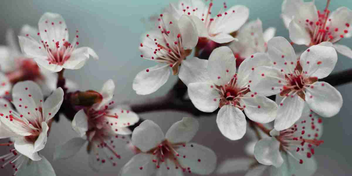 Price trends and market analysis for Arcanist's Etcher