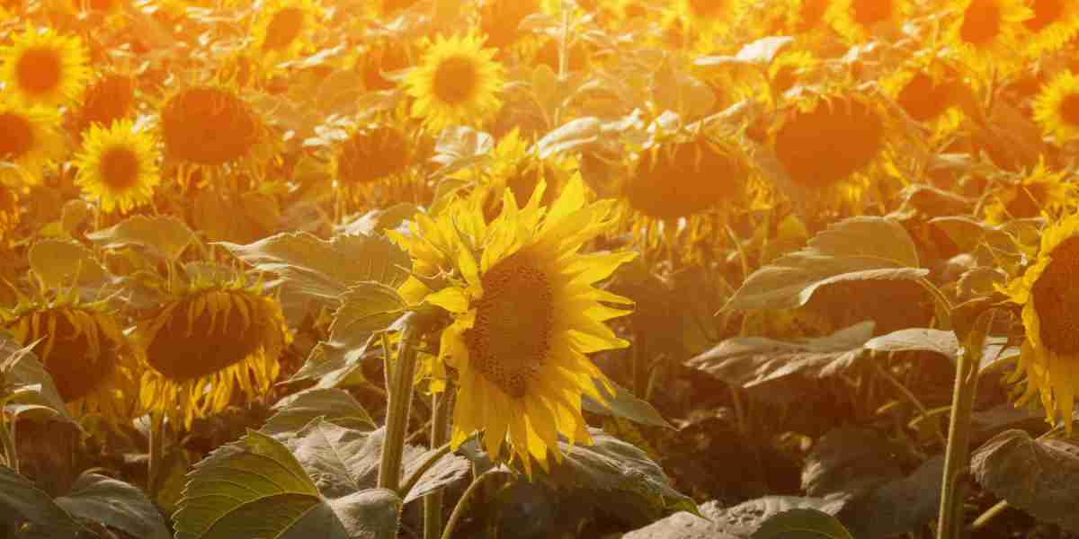 Case Study: Rosland Capital IRA - A Path to Secure Retirement through Precious Metals