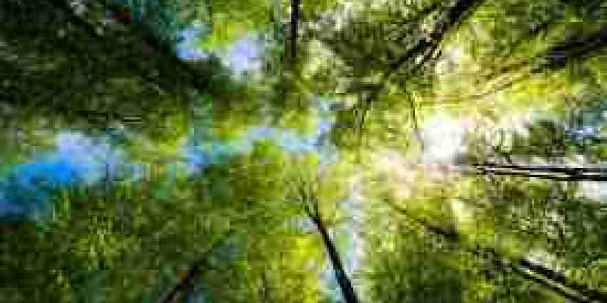 The Healing Influence of Nature Walks on Mind, Body, and Daily Life