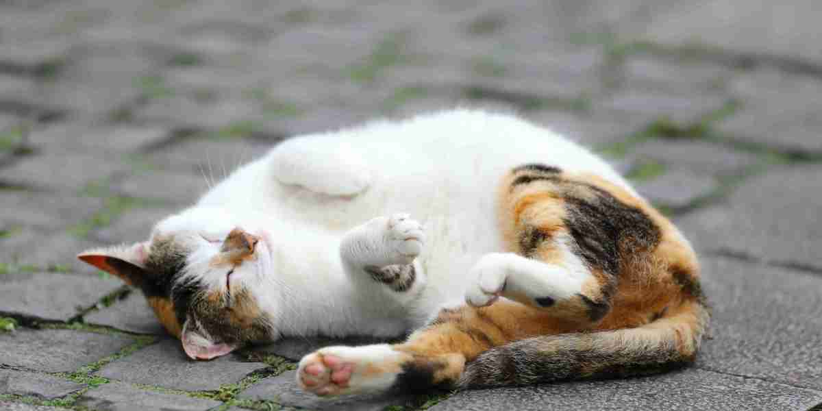 eznpc Why Fallout 76 Backpack Hits Plus 120 Carry Weight