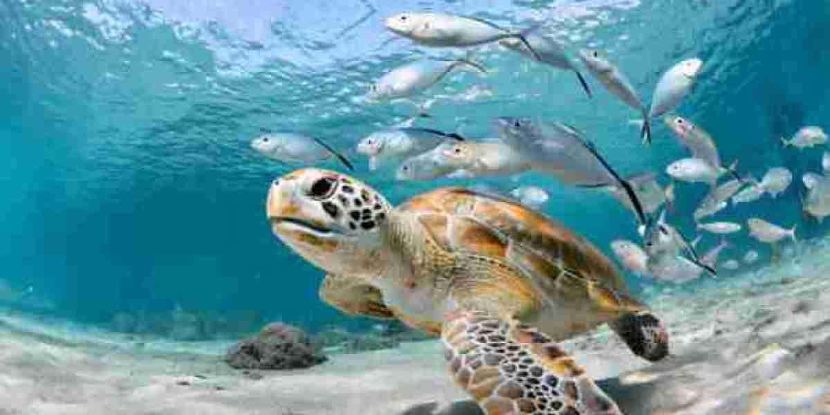 Exploring the Growth Horizons of the Global Marine Biotechnology Market