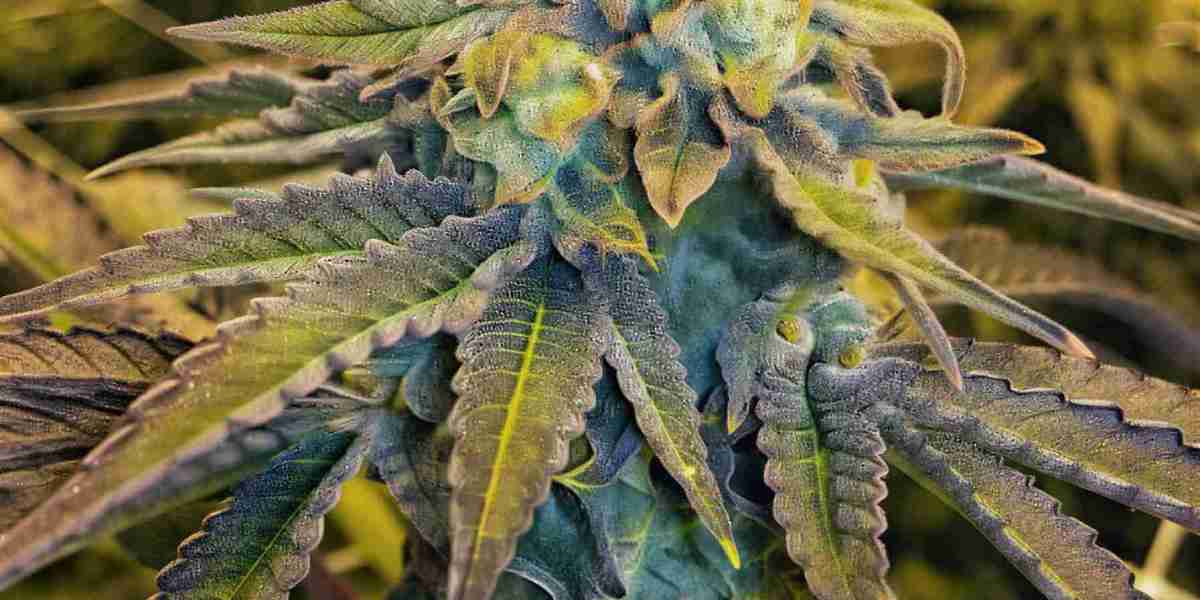 Best Place to Order Cannabis Seeds Online | Trusted Seed Source