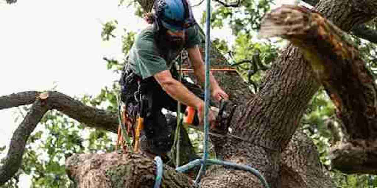 Why Choose Tree Removal Service in Virginia Beach VA