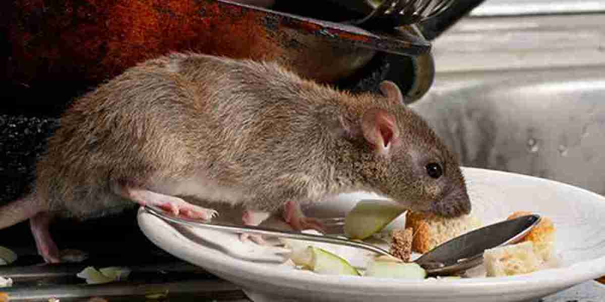 Mouse Exterminator Edmonton | Fast Removal