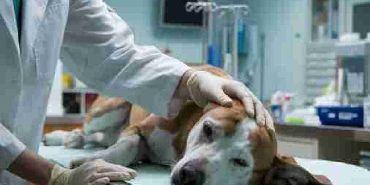 Putting My Dog to Sleep: Signs, Process, and Emotional Support