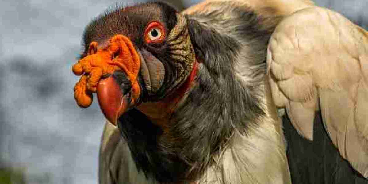 arlequin casino france