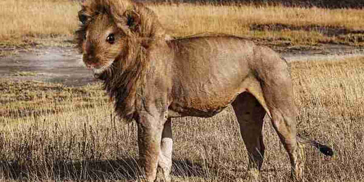 rizz casino bonus bienvenue