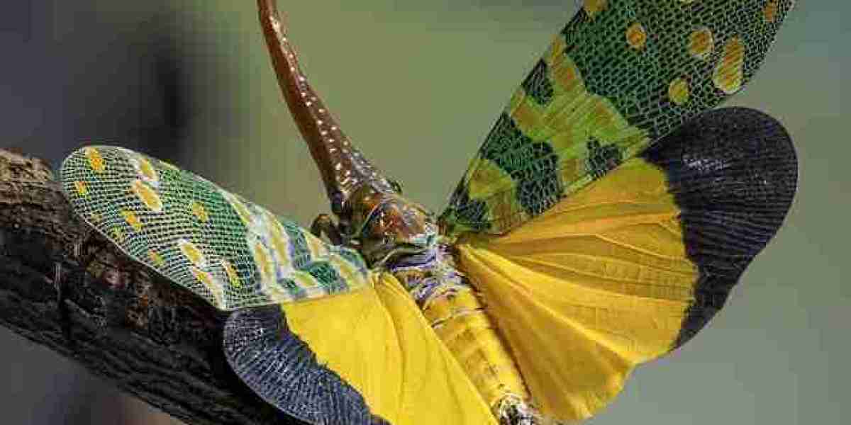 spinsy casino service client