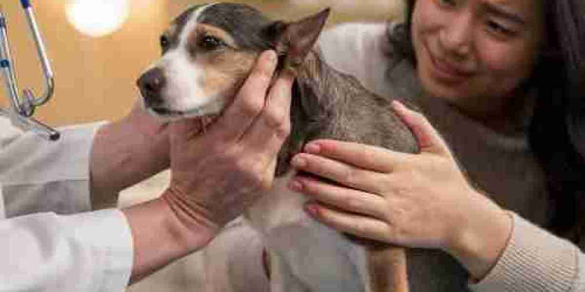 At-Home Pet Euthanasia & Compassionate Veterinary Support Services