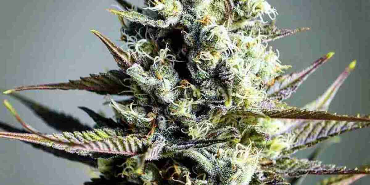 Autoflower Marijuana Seed Options for Fast and Reliable Growth