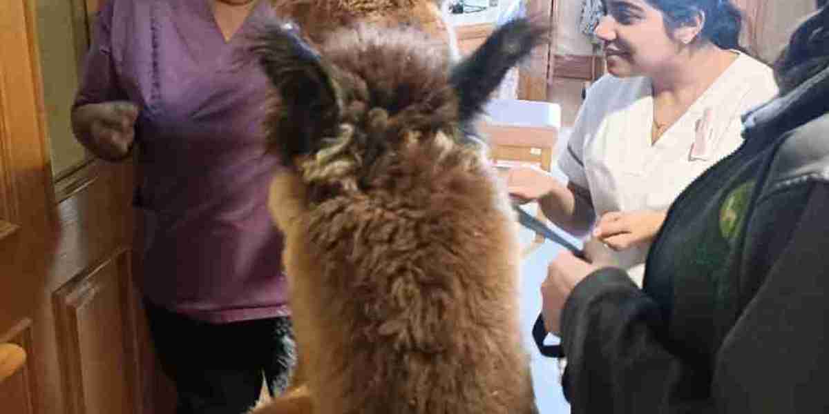 Alpacas Wellbeing Visits: A Unique Way to Boost Mental Health and Happiness