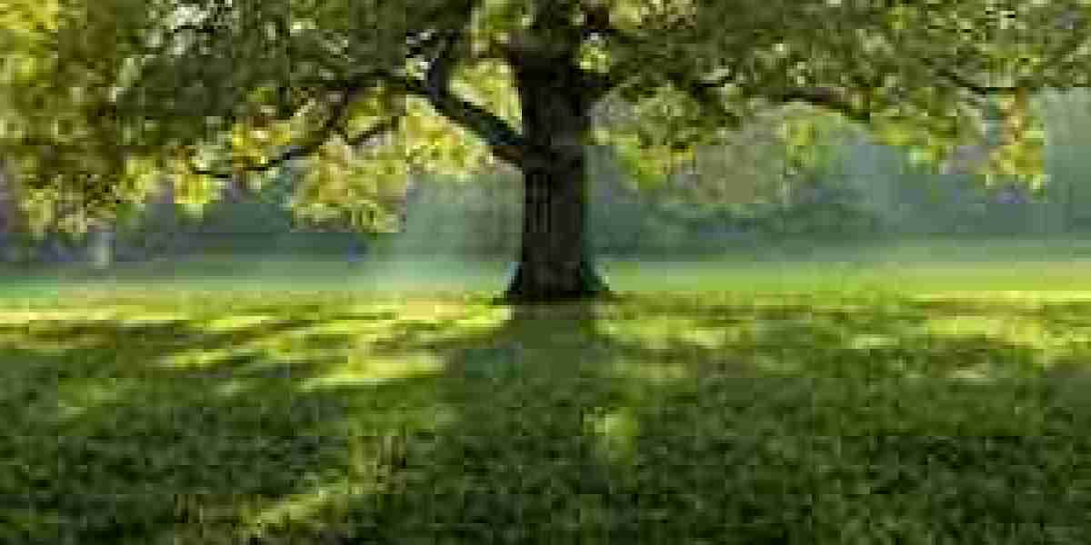 Oil and Its Enduring Influence: From Ancient Origins to a Sustainable Future