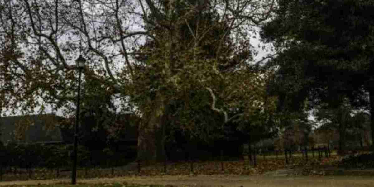 Gaming Plans: BlizzCon, Pokémon Go & More