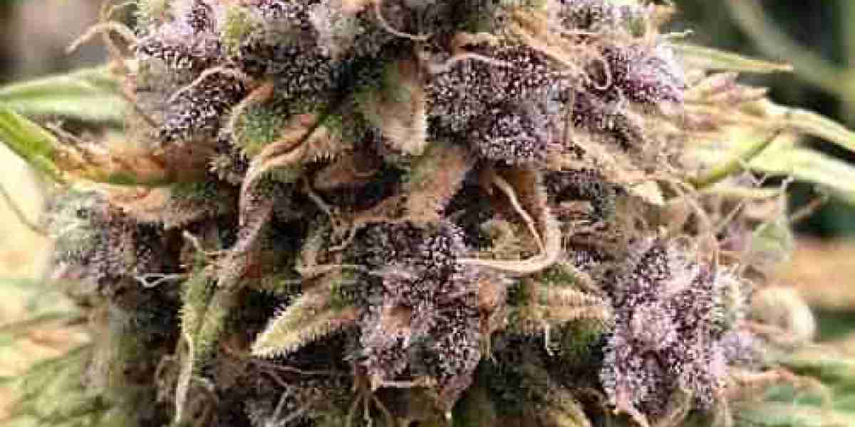 The Modern Guide to Buying Cannabis Online Safely and Conveniently