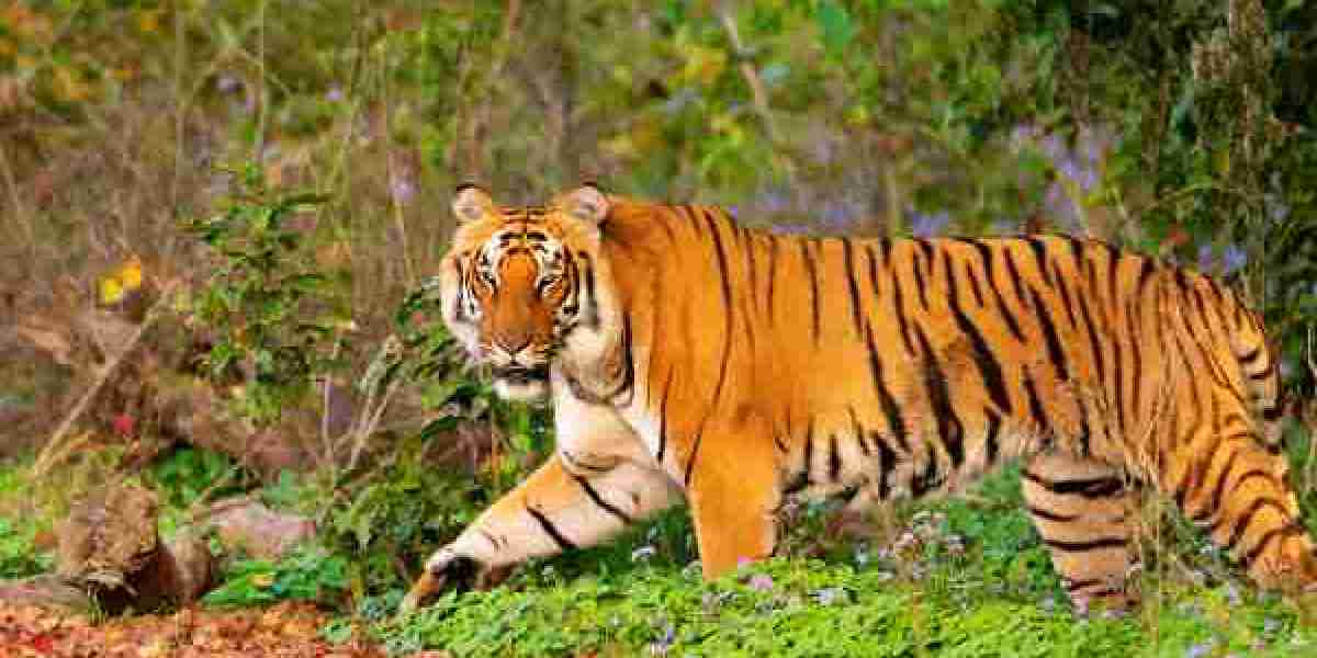 Kolhapur to Ratnagiri Cab fare