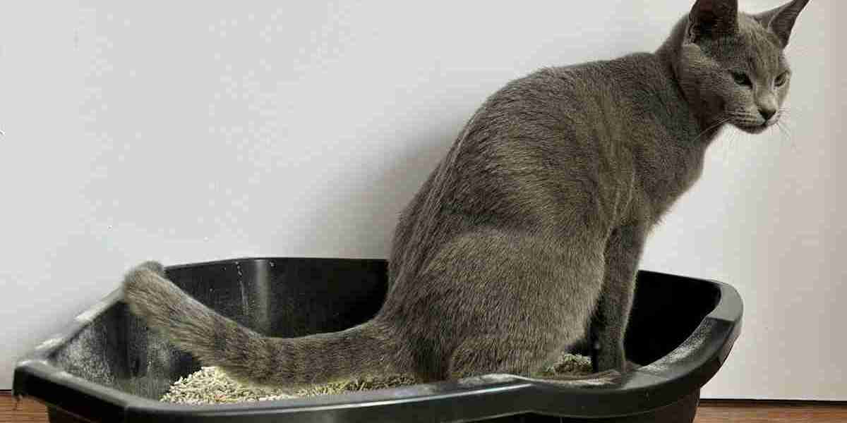 The Modern Approach to Home Pet Monitoring