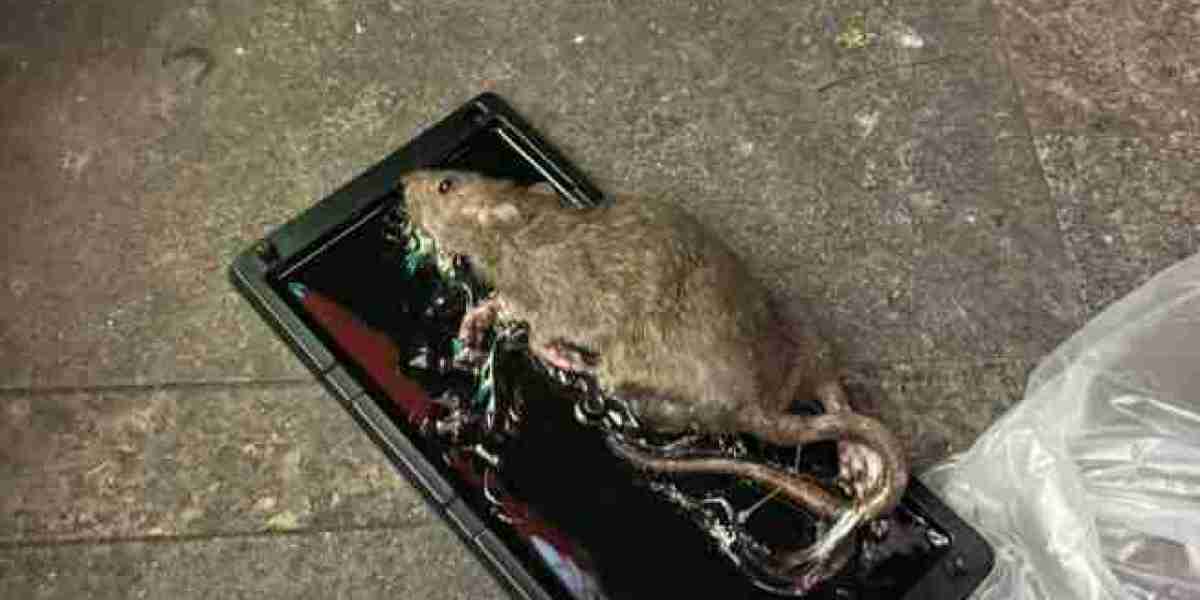 Rodent Control Singapore | Trusted Pest Management