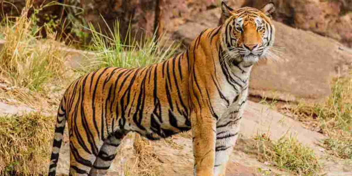 Tiger Comparison: How the Big Cats Differ