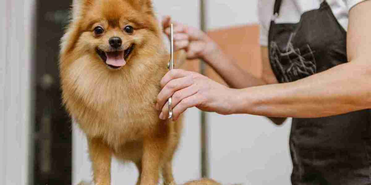 How a Professional Dog Salon in Toronto Helps Keep Your Pet Clean, Healthy, and Well-Groomed
