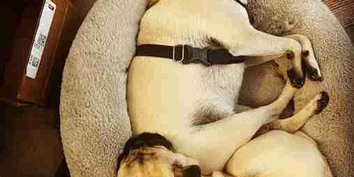 Paws, Palms, and Peak Wellness: Elevating Your Pet's Quality of Life